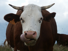 cow-wikimedia