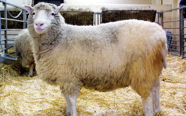Dolly-the-sheep_3508433b