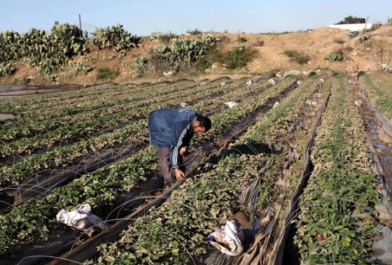 A Palestinian farmer collects damaged strawberries at his field in Beit Lahia