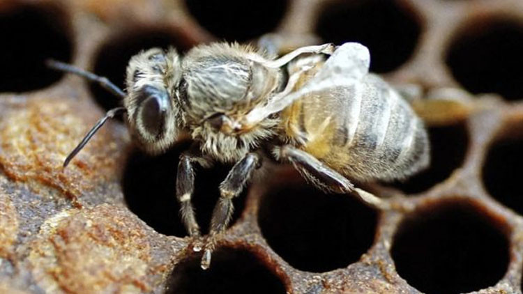 QUE SABEMOS DE LOS VIRUS EN LAS ABEJAS????? - WHAT DO WE KNOW ABOUT VIRUSES IN BEES ?????